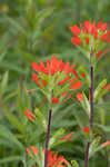 Scarlet Indian paintbrush